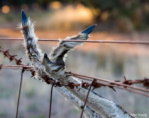A dead kangaroo with its feet snagged on fence wire