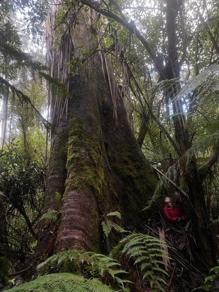 Huge tree in the Florentine Valley