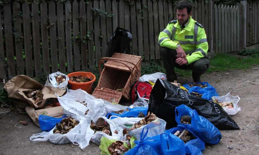 An Epping Forest keeper with some of the hauls of fungi seized from foragers.