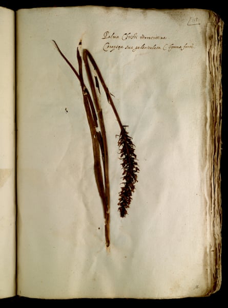 مسح لنبات Gymnadenia conopsea، المعروف باسم زهرة الأوركيد العطرة، والذي تم جمعه في بولونيا بين عامي 1565 و1568.