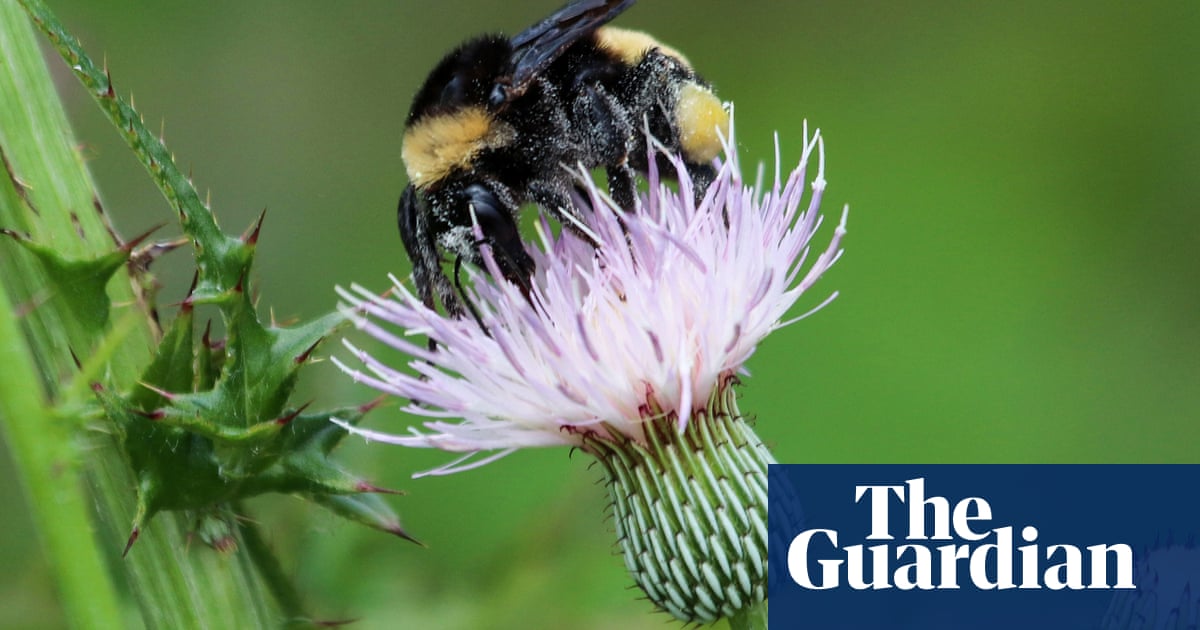 Bumble bee among species US wildlife officials consider listing as endangered | Endangered species