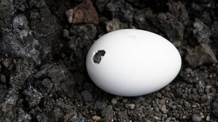 A white egg with a small hole on dark volcanic soil