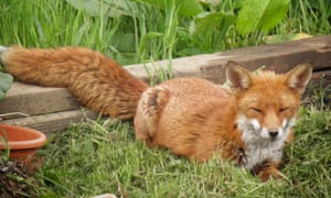 Trinley Brae Allotment in Glasgow has several foxy families living safely in our green haven.