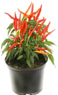 Fruiting chilli plant in a pot against white background