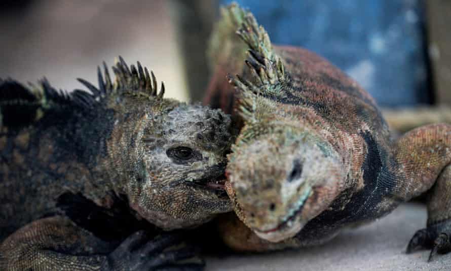 Marine iguanas in Santa Cruz, Galápagos Islands