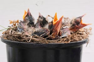 Robin hatchlings await their next meal from their nest, which their parents built in a plant pot, in East Derry, New Hampshire, US