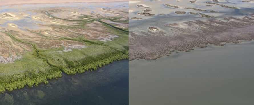 Views of seaward mangrove fringes showing foreshore sections of minor (left side) and extreme (right side) damage as observed in June 2016 between Limmen and MacArthur rivers, NT. These might effectively also represent before and after scenarios, but together show how some shoreline sections have been left exposed and vulnerable. NC Duke