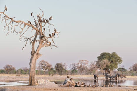 A grande divisão dos elefantes em África: os países enfrentam demasiados elefantes – ou poucos