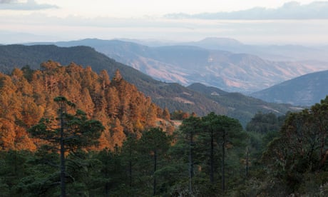 Fewer wildfires, great biodiversity: what is the secret to the success of Mexico’s forests?