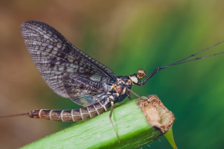A mayfly on a stalk