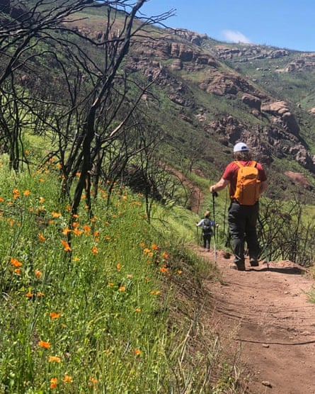Fire poppies on a trail in the Santa Monica mountains.