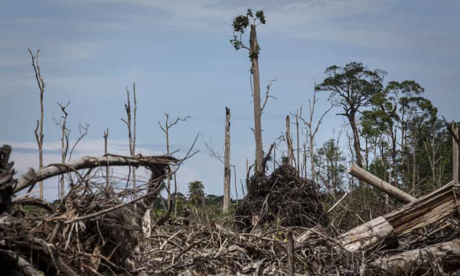 A view of land cleared of peatland forest for palm oil plantation in South Aceh, Aceh province, Indonesia, The peat swamp area is the habitat of the Sumatran orangutan, now on the verge of extinction.