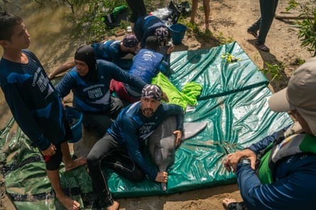 A captured Amazon river dolphin is restrained while experts take samples to be tested for mercury levels and their state of health.