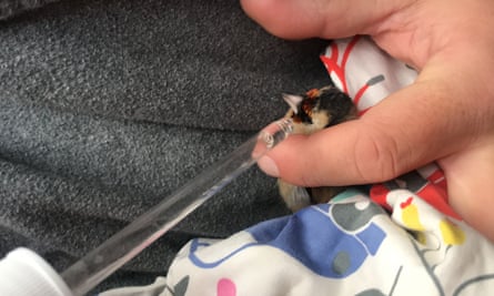 Young country diary: We found a freezing goldfinch in the garden | Environment Young country diary: We found a freezing goldfinch in the garden | Environment