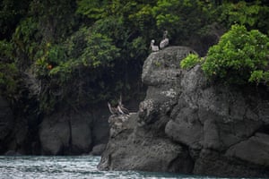 Pelicanos na costa da ilha