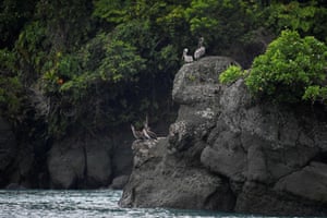 Pelicans on the island’s coast