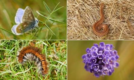 Waterhall is already providing a home to flora and fauna including common blue butterflies, adders, devil's-bit scabious and fox moths