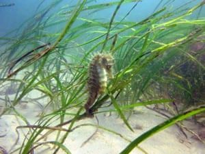 A seahorse. The Wildlife Trusts have announced 12 new projects that store carbon and revive habitats, including restoring a kelp forest off the coast of Sussex