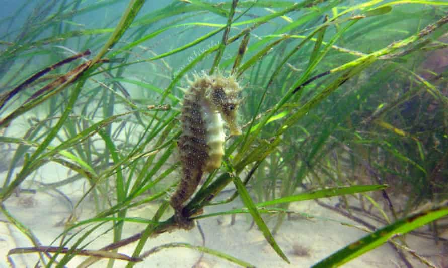 Seahorse