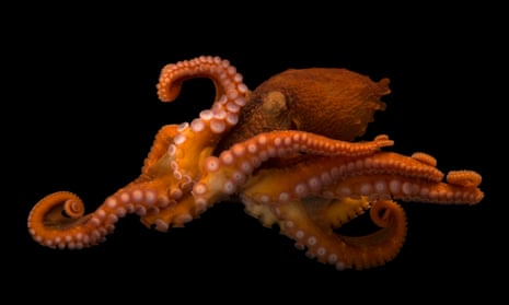A female giant Pacific octopus (Enteroctopus dofleini).