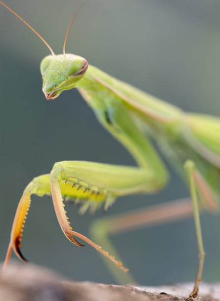 Praying mantis, a bright green insect with long legs