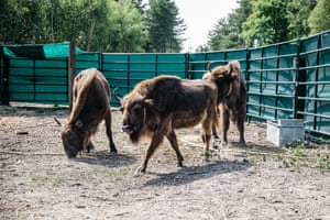 The day before the bisons' release into Blean Woods, the animals find their feet in an enclosure