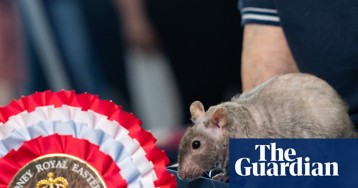 What makes a grand champion rat? Lucy Lou Ragamuffin crowned winner at Sydney's Easter Show – video