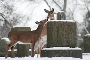 Dois veados caminham entre lápides no cemitério Park Lawn coberto de neve em Toronto, Canadá