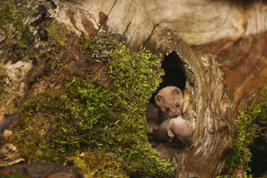 British summer season winner: Robert E Fuller, ‘Common weasel’, North Yorkshire, England. Photograph: Robert E Fuller/British Wildlife Photography Awards 2016