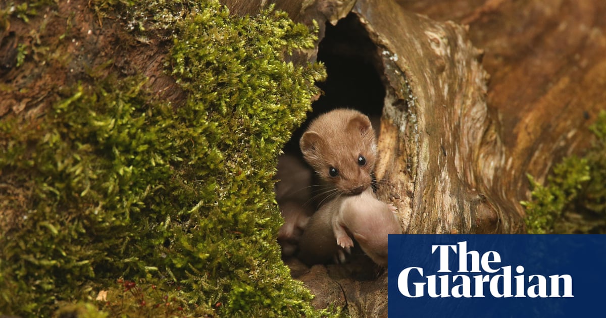 The British Wildlife Photography awards 2016 winners - in pictures