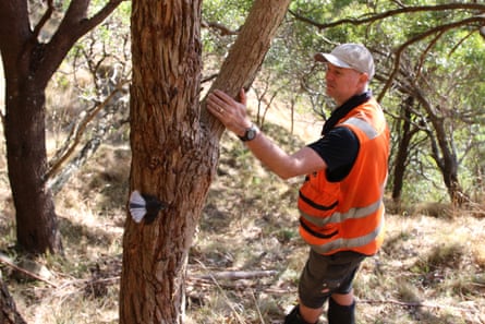 A pīwakawaka or New Zealand fantail follows Dan Henry, coordinator of volunteer pest trapping group Predator Free Miramar, around the Miramar peninsula.