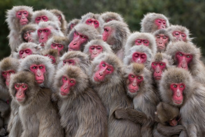 The More the Merrier:  Terrestrial Wildlife FinalistMacaque monkeys huddle together on Shōdoshima Island, Japan, pooling body heat as temperatures drop Photograph: Alexandre Bonnefoy