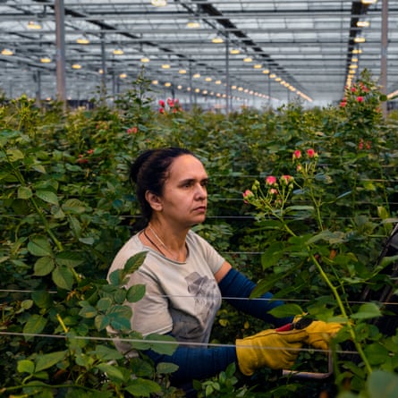 Flower Pickers in the Camilla greenhouse in the Kyiv region