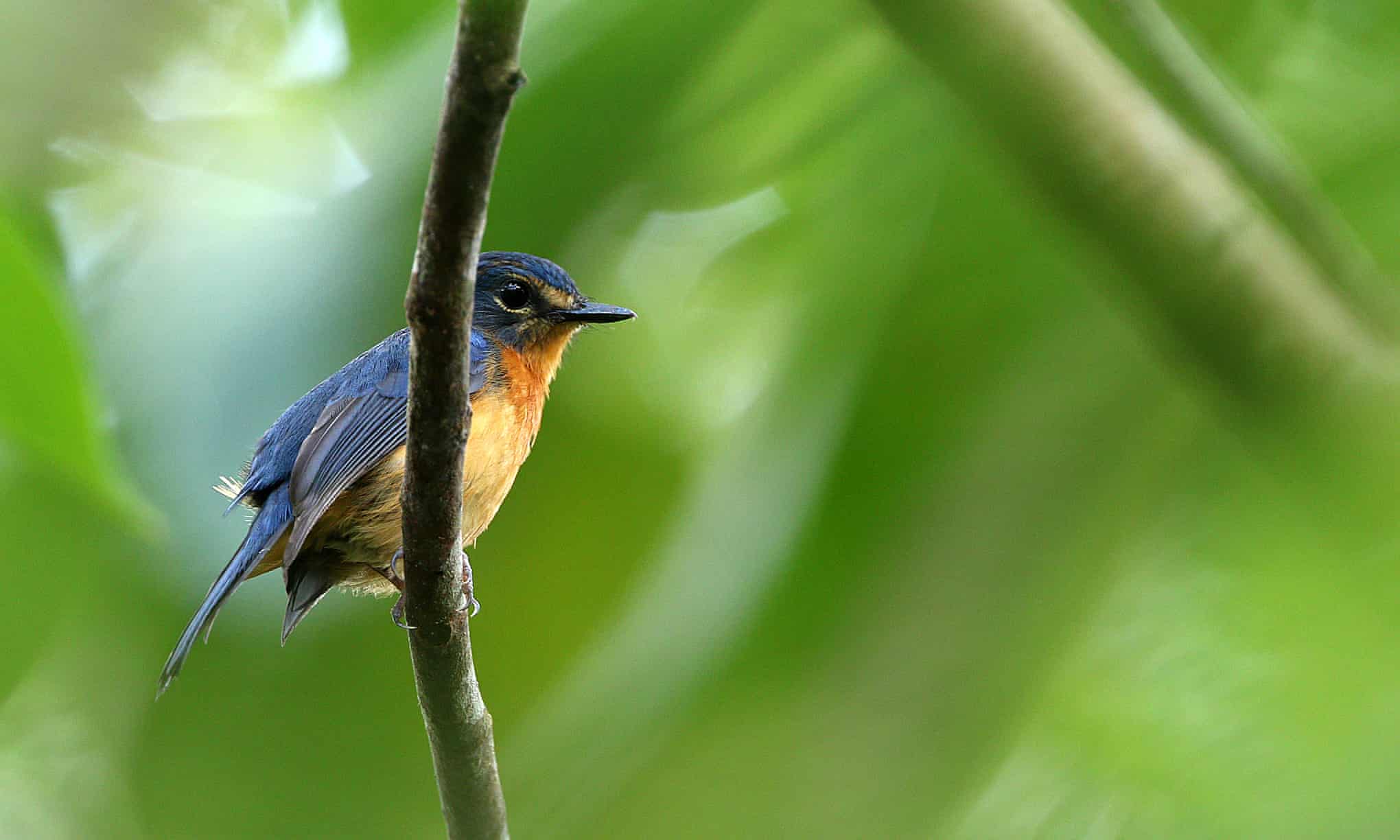 A Togian jungle flycatcher, one of the new sub-species discovered during the six-week expedition.