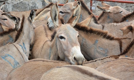 Donkeys in pens, Baringo, Kenya