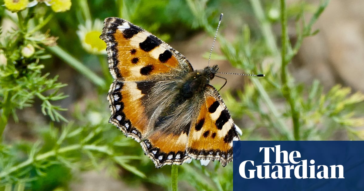 Butterfly study finds sharpest fall on record for small tortoiseshell in England | Butterflies | The Guardian