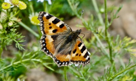 A small tortoiseshell butterfly with wings outstretched perches on a plant