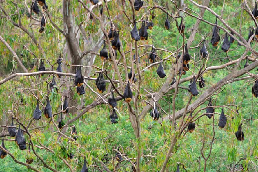 Grey headed flying foxes