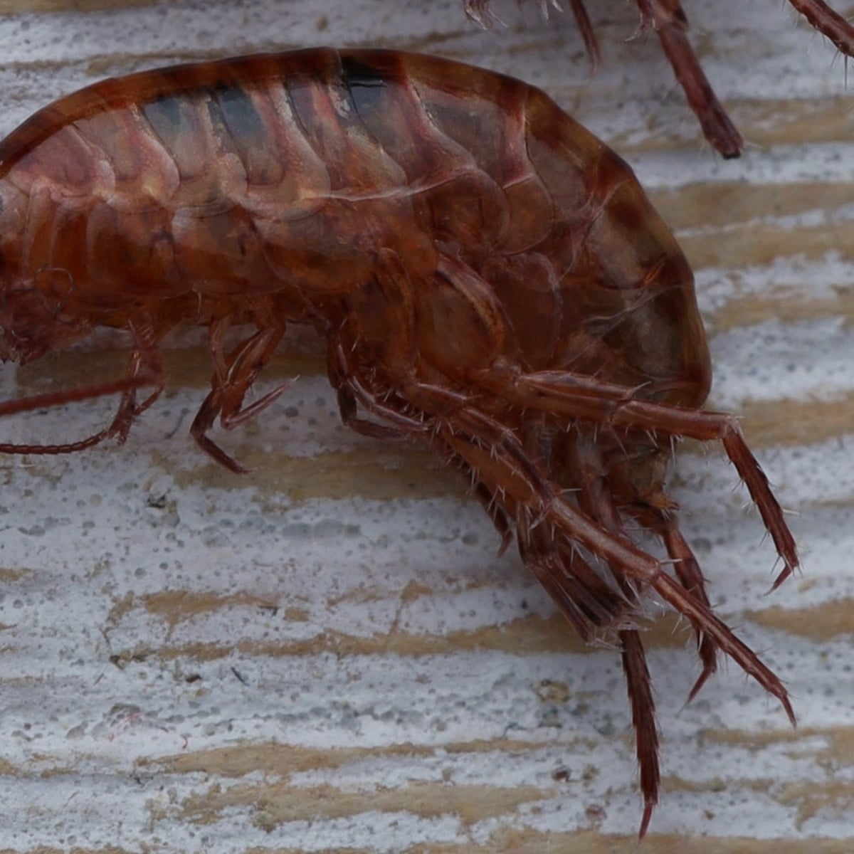 Invasion of the lawn prawn: heavy rain drives tiny back yard crustaceans into Queensland and NSW homes | Queensland | The Guardian Invasion of the lawn prawn: heavy rain drives tiny back yard crustaceans into Queensland and NSW homes | Queensland | The Guardian