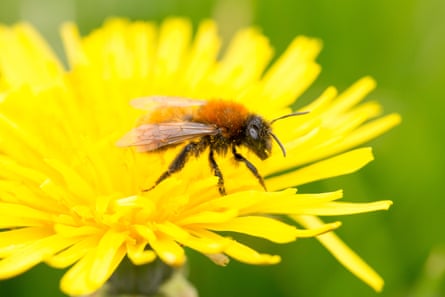 A bee on a dandelion