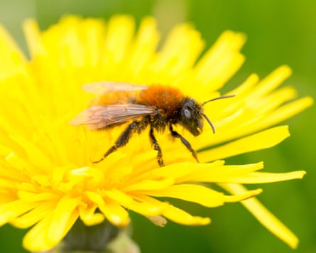 A tawny Mining Bee, Andrena fulva, on a dandelion. The bees nest underground leaving small mounds of soil when they excavate the nesting chamber.