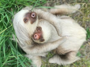 Sloths Amy and Aretha, currently in rehab at the Sloth Institute, Costa Rica.