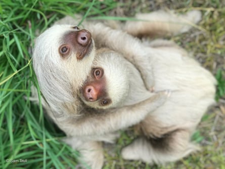 Sloths Amy and Aretha, currently in rehab at the Sloth Institute, Costa Rica.