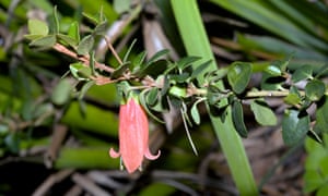 Top ten de los arbustos para el invierno 6 Correa ‘Dusky Bells’