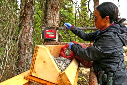 Caribou guardian Starr Gauthier tips a bag of lichen into a feeding trough in woodland