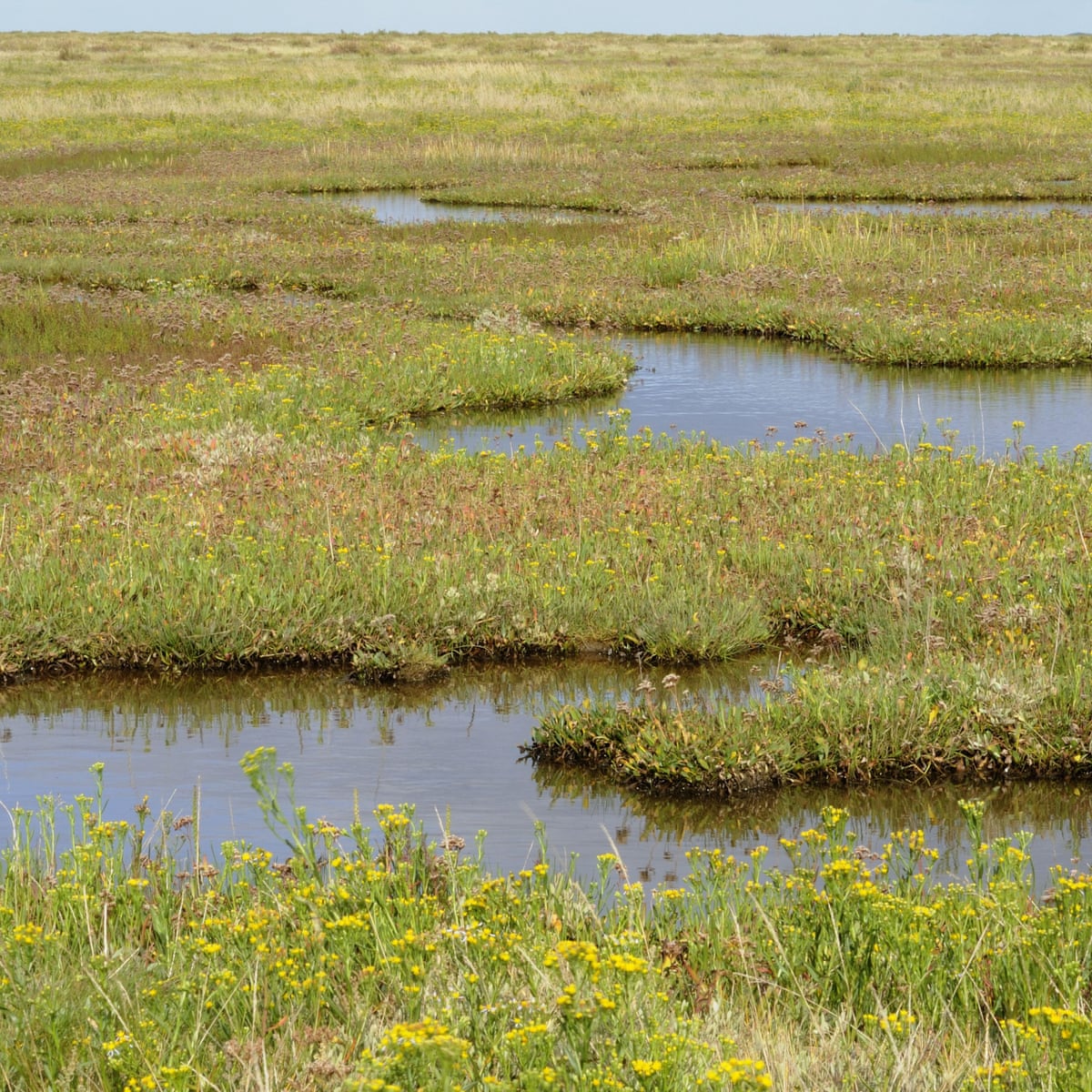 Saltwater Marshes Saltwater Marshes