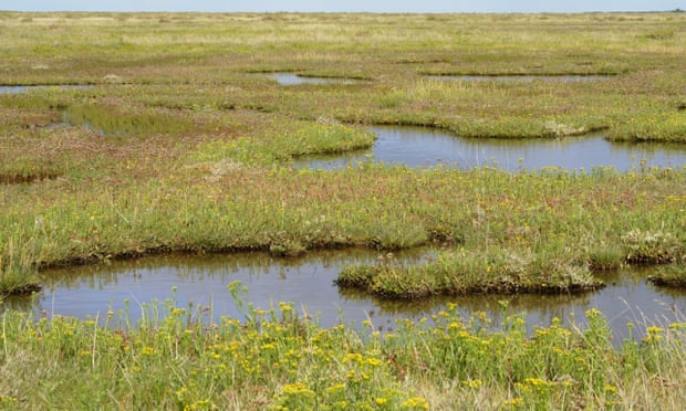 A tidal saltmarsh in Norfolk, England.