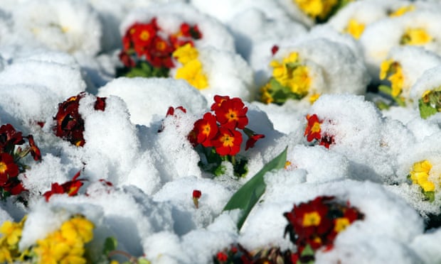 Snow-covered primroses