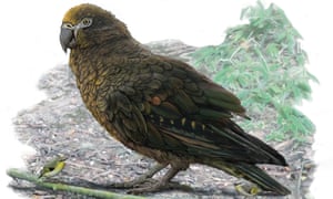 A reconstruction of Heracles inexpectatus, the New Zealand parrot. The team initially thought the fossils belonged to a giant eagle.