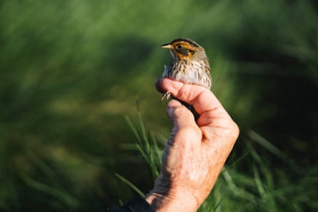 A saltmarsh sparrow
